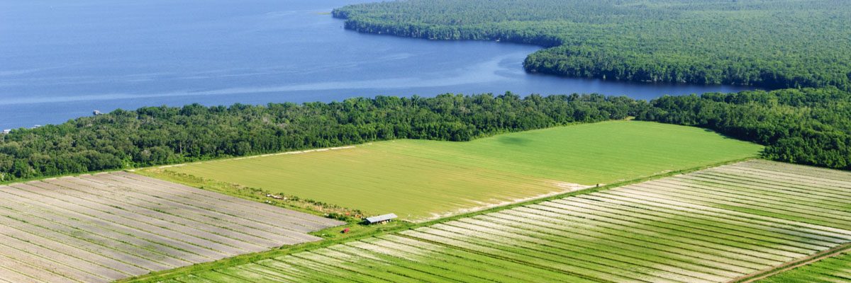 Aerial - Lower St. Johns River Basin Aerial of a farm on the edge of the St. Johns River