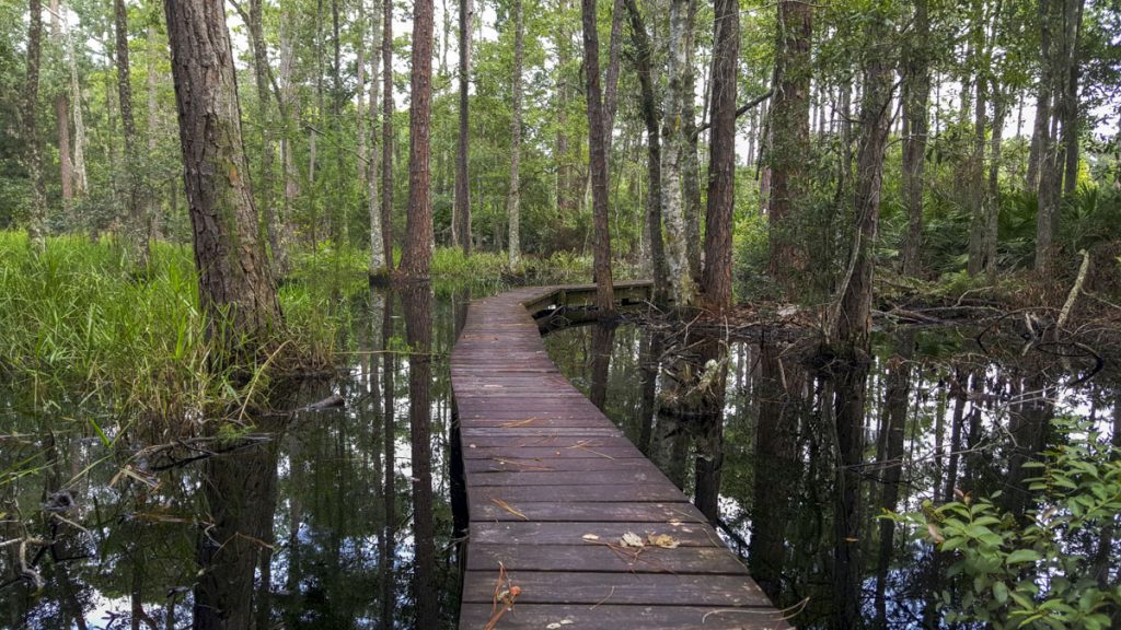 20150813_093916_1 Boardwalk over at wetland