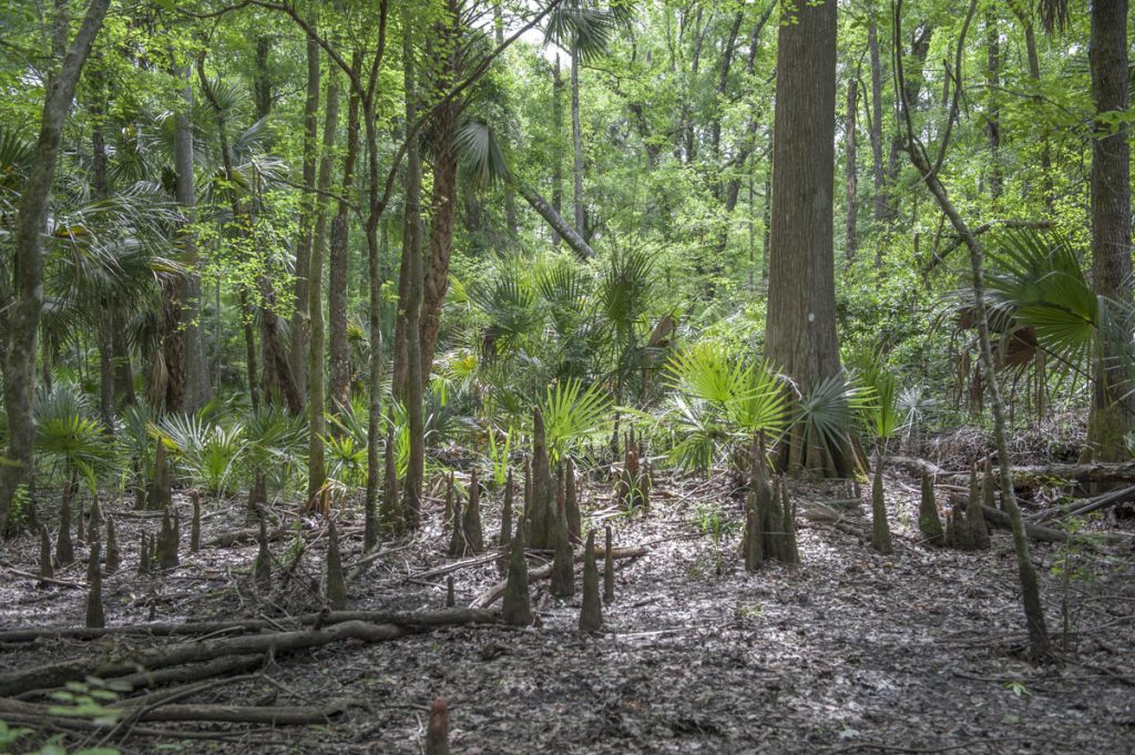 Cypress knees at Silver Springs Forest