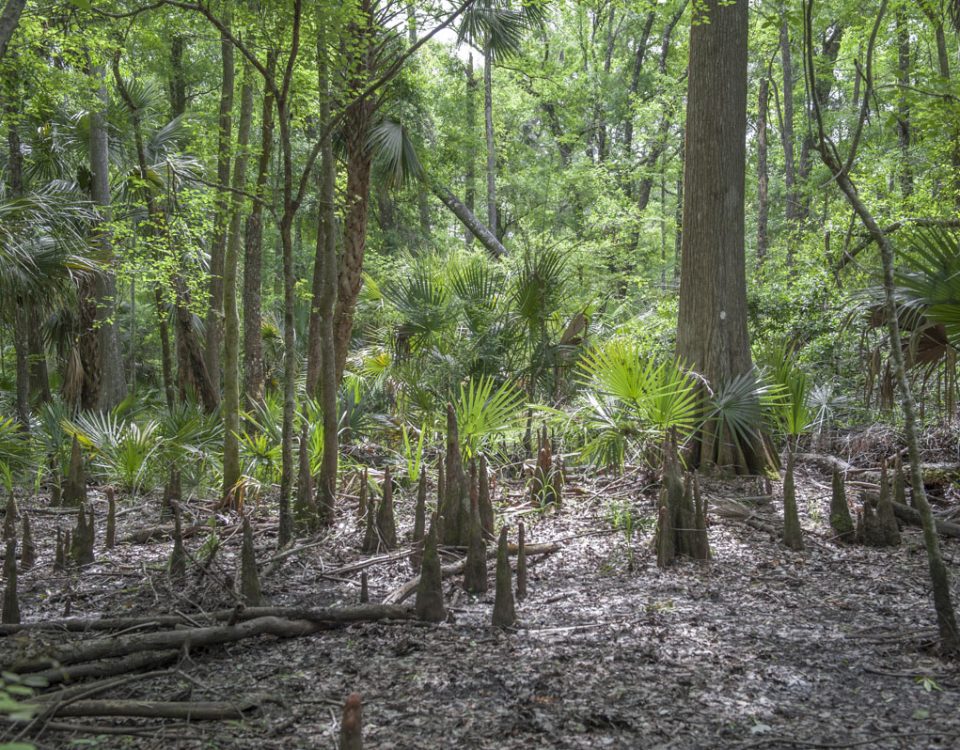 Cypress knees at Silver Springs Forest
