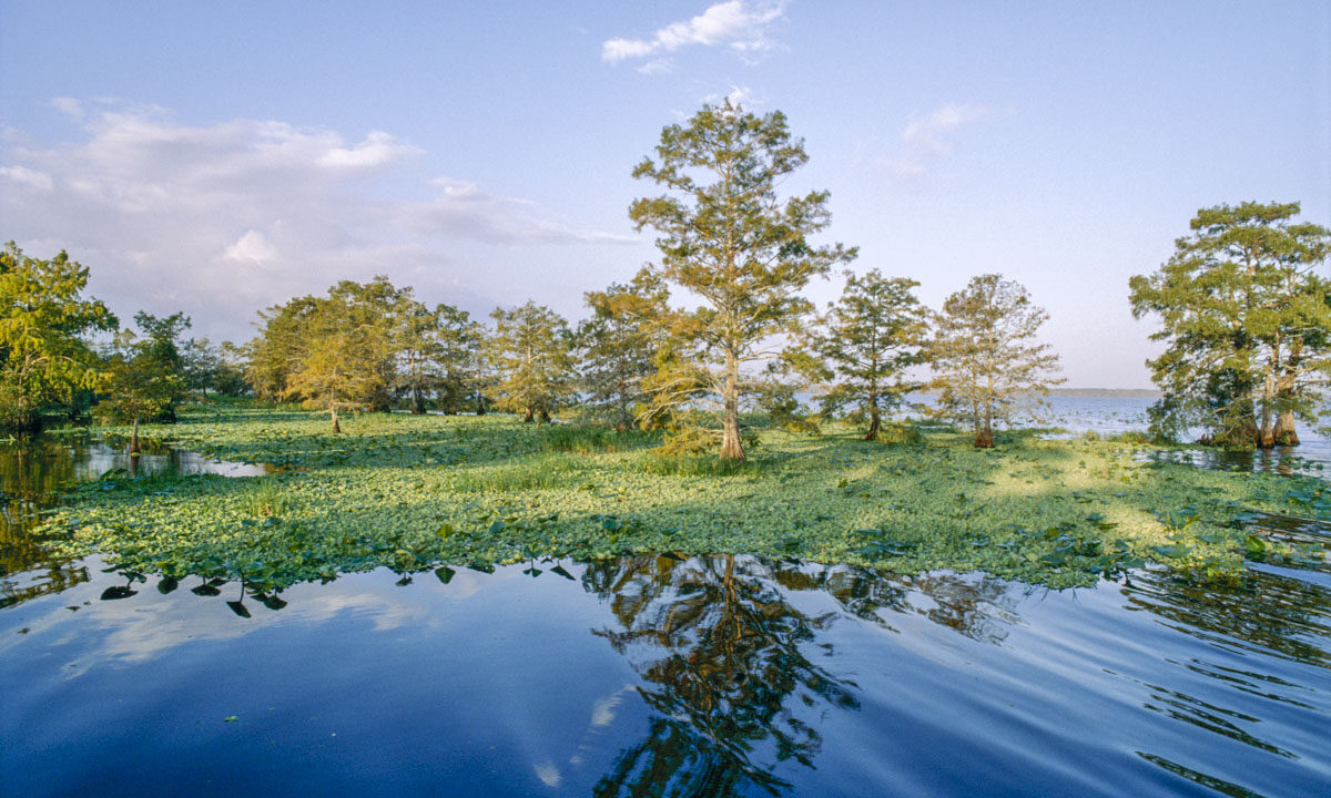 Blue Cypress Lake