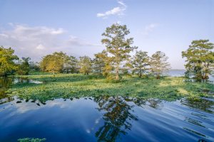 Blue Cypress Lake
