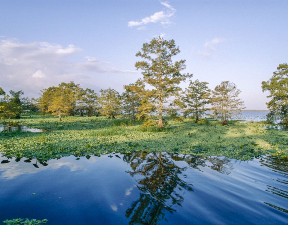 Blue Cypress Lake