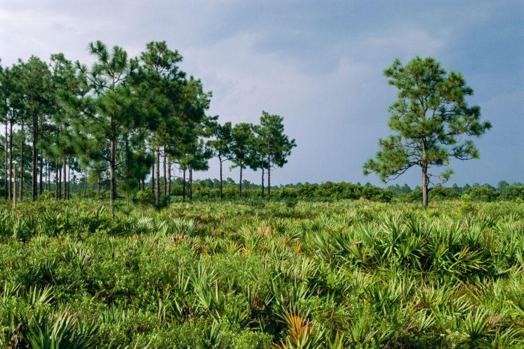 Palmetto and Longleaf pine at Hal Scott Regional Preserve and Park