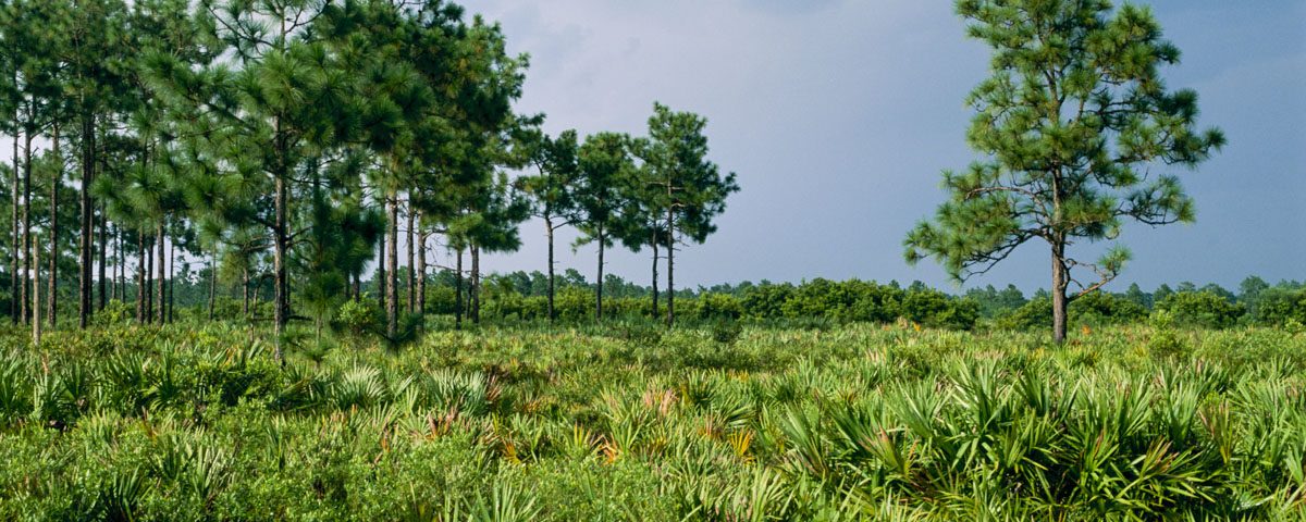 Palmetto and Longleaf pine at Hal Scott Regional Preserve and Park