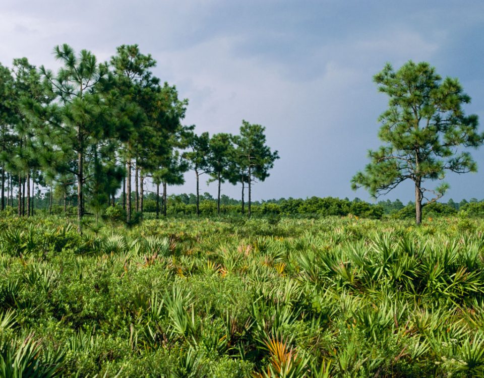 Palmetto and Longleaf pine at Hal Scott Regional Preserve and Park