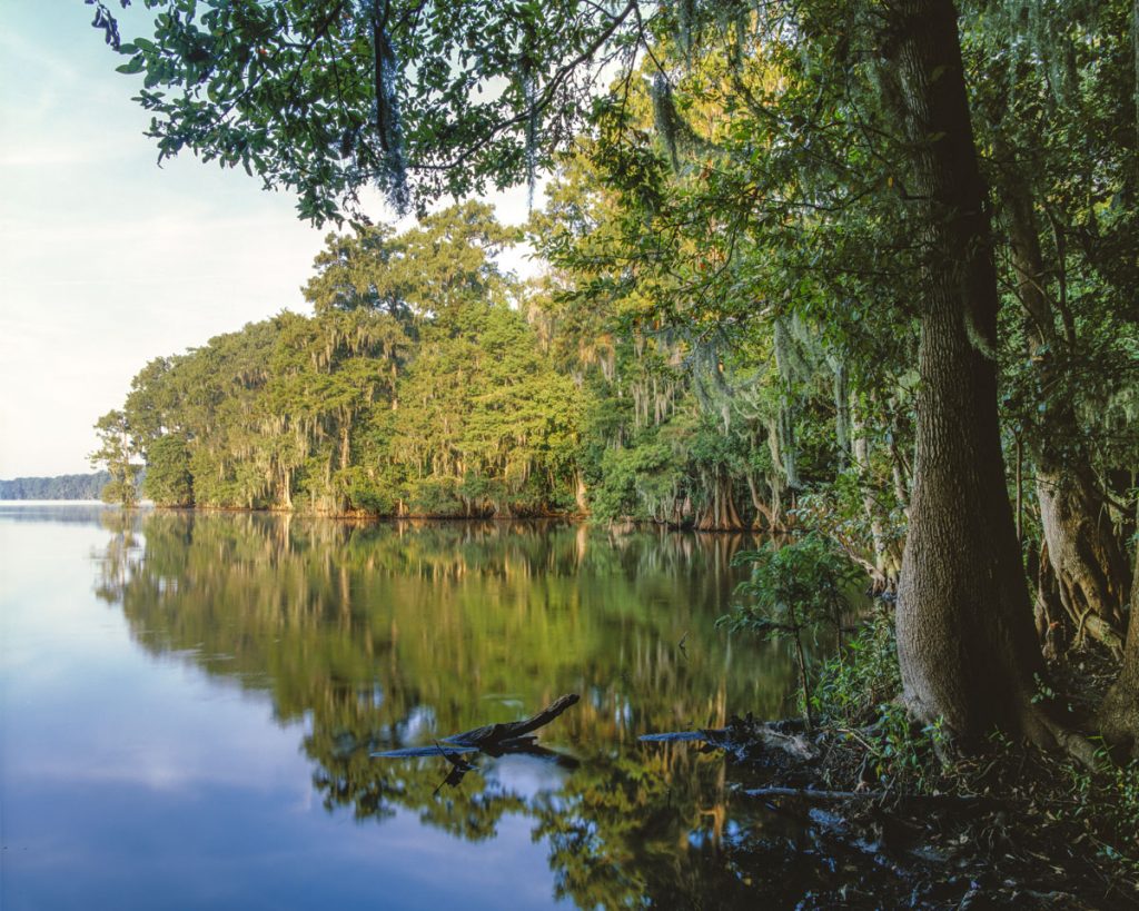 Trees along the north Shore of Newnans Lake