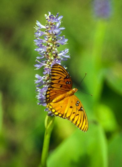 Butterfly on Pickeral weed 1998-09 Gulf fritillary butterfly on Pickeral weed