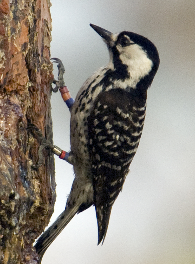 Red-cockaded Woodpecker (Picoides borealis) Red-cockaded Woodpecker on the side of a tree