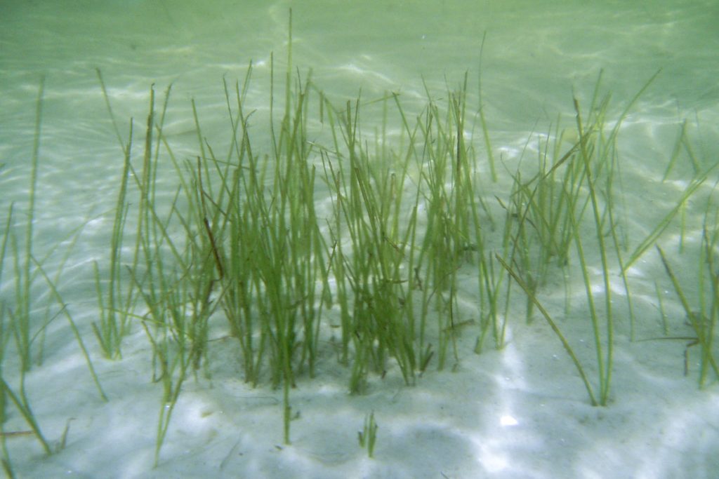 Shoal grass (Halodule wrightii) Underwater view of Shoal grass