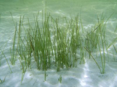 Shoal grass (Halodule wrightii) Underwater view of Shoal grass