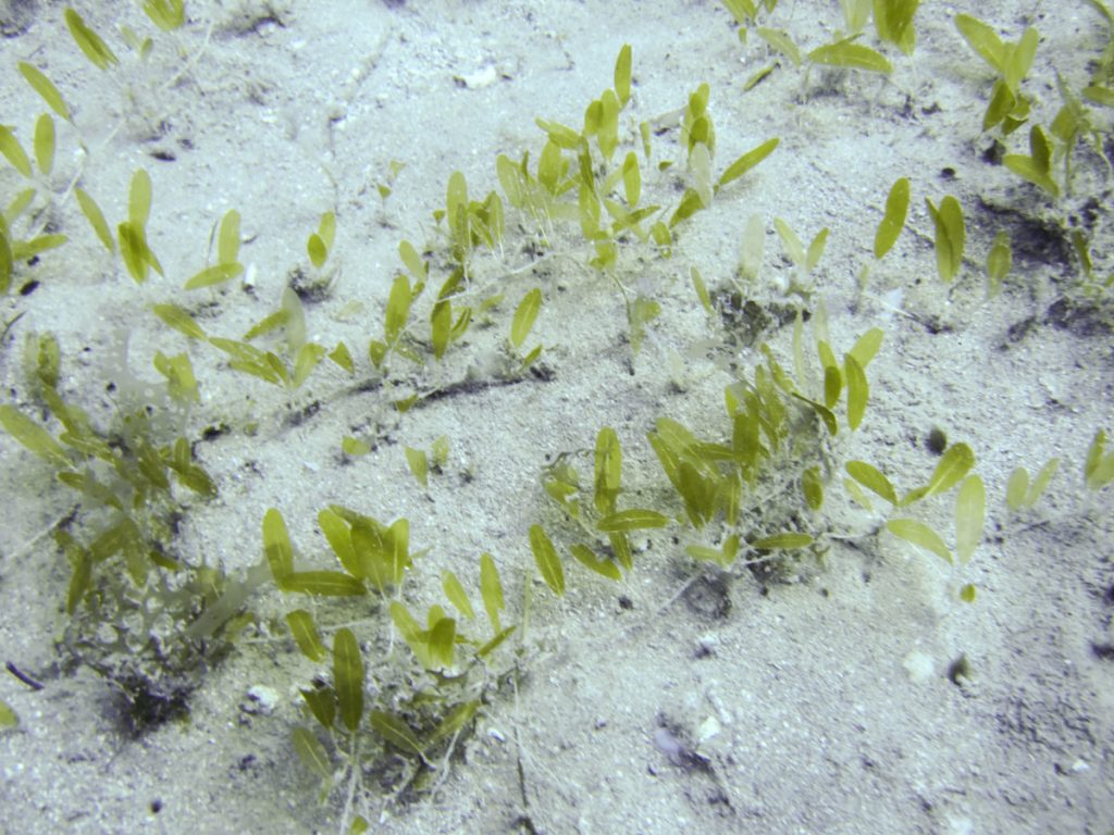 Paddle grass (Halophila decipiens) Underwater view of Paddle grass