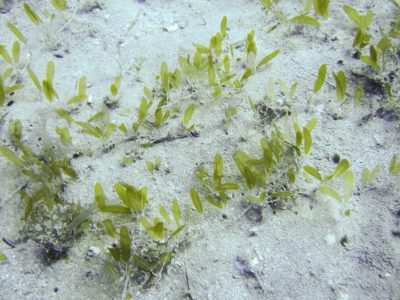 Paddle grass (Halophila decipiens) Underwater view of Paddle grass