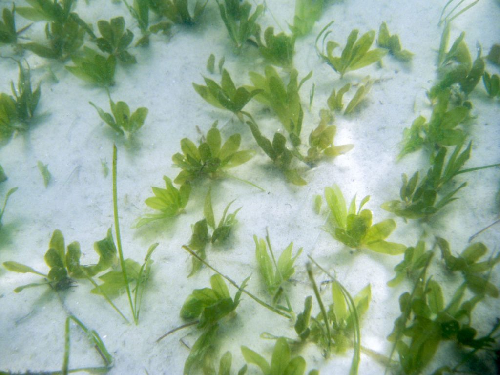 Star grass (Halophila engelmannii) Underwater view of Star grass
