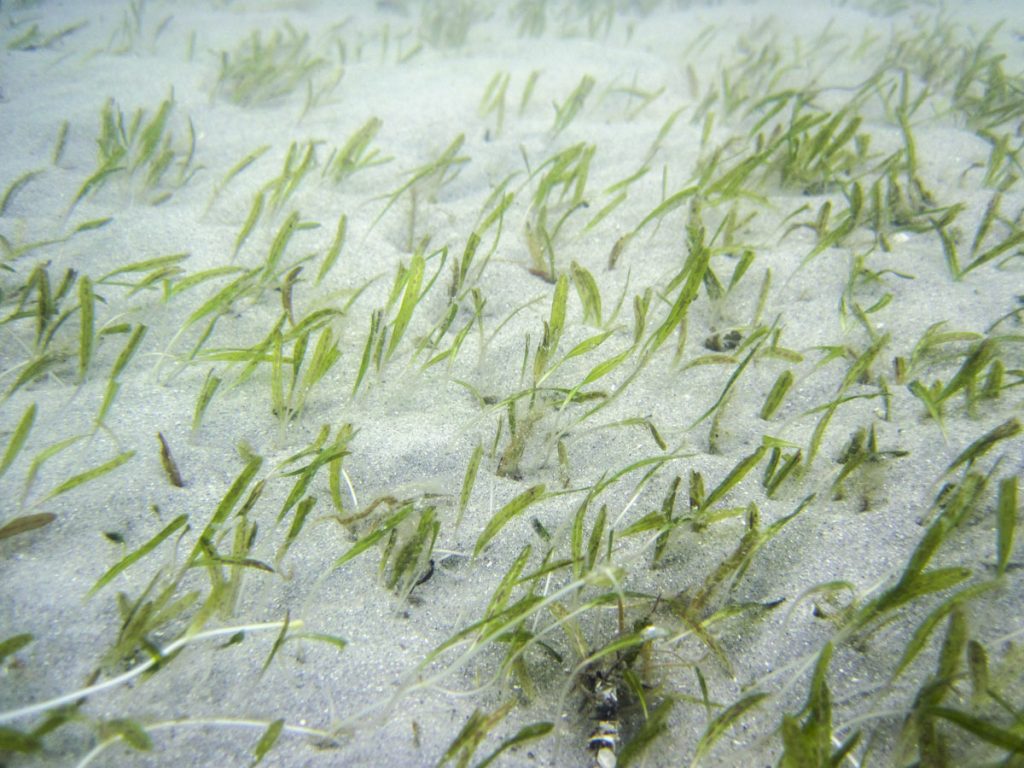 Johnson’s seagrass (Halophila johnsonii) in the Indian River Lagoon Underwater view of Johnson’s seagrass