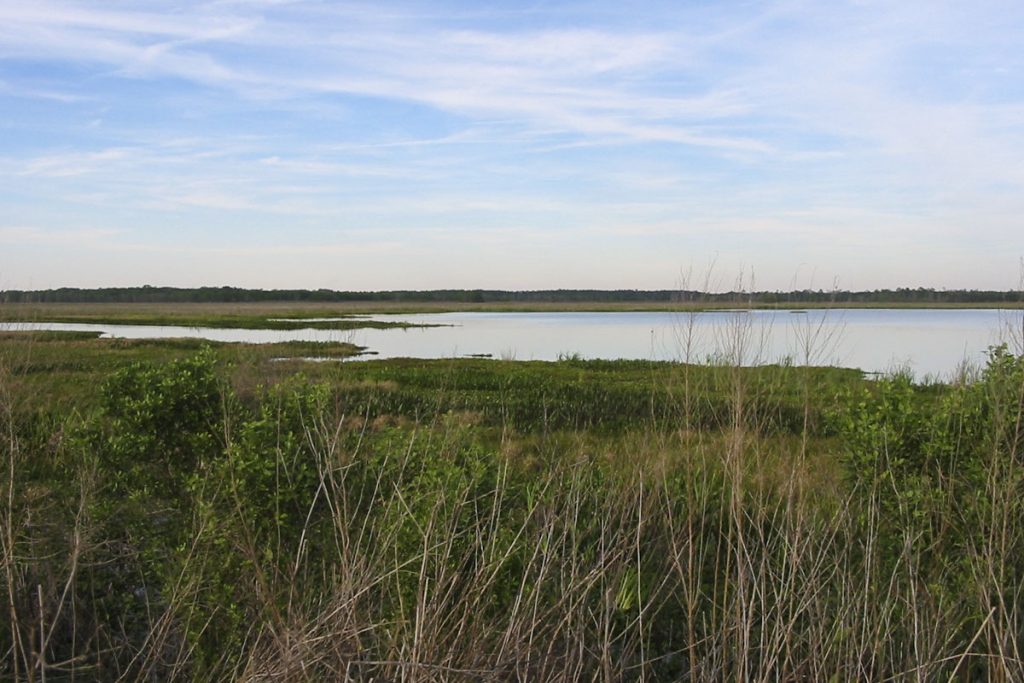Wetland and pond at Orange Creek Restoration Area