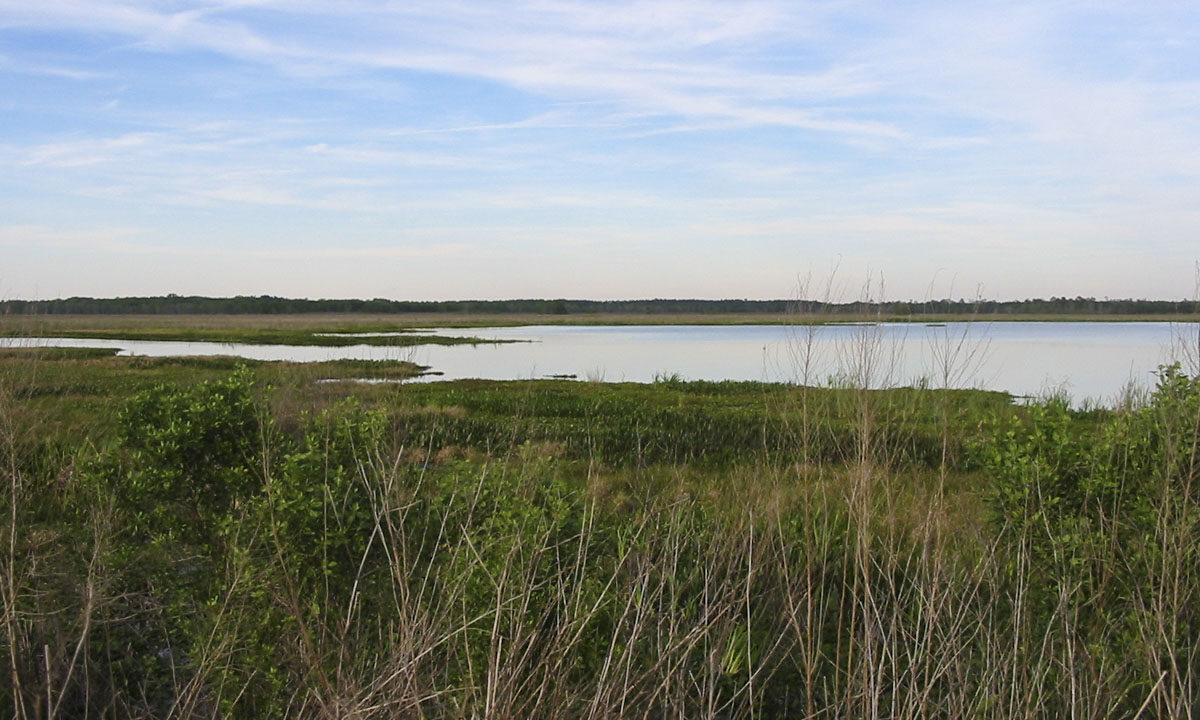 Wetland and pond at Orange Creek Restoration Area