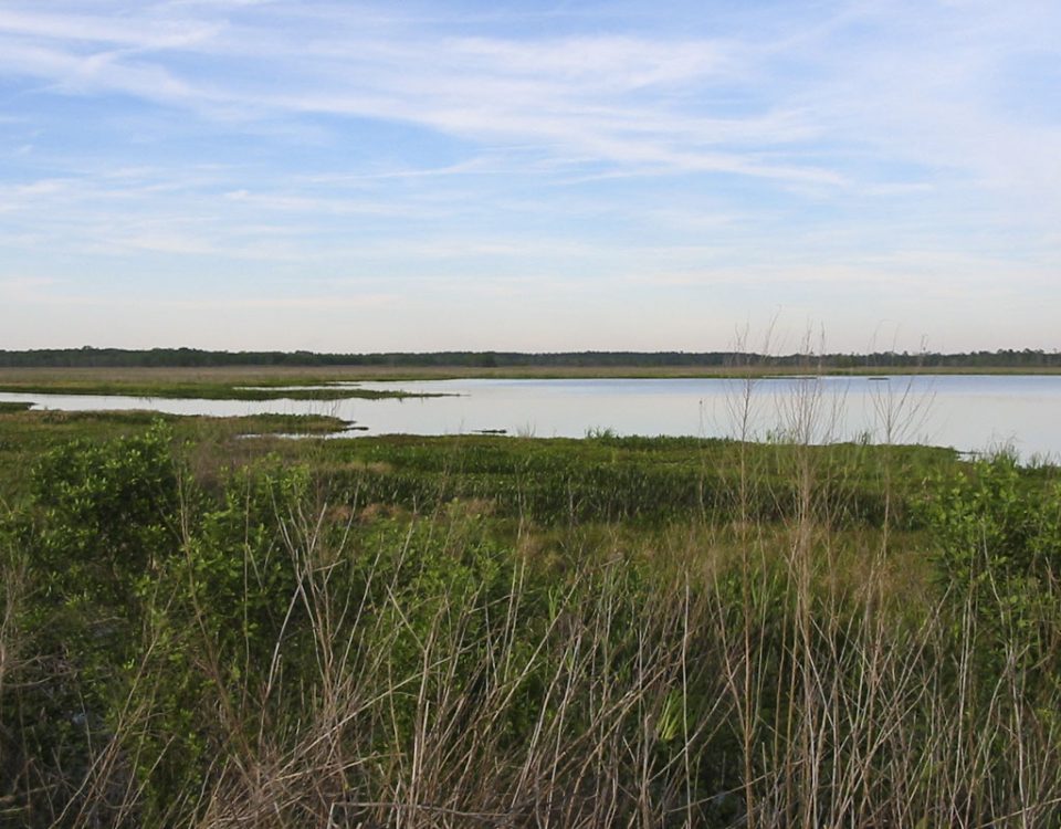 Wetland and pond at Orange Creek Restoration Area