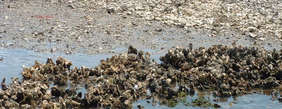 Oyster_3-YearMatReef_A.Birch Oyster bed reef