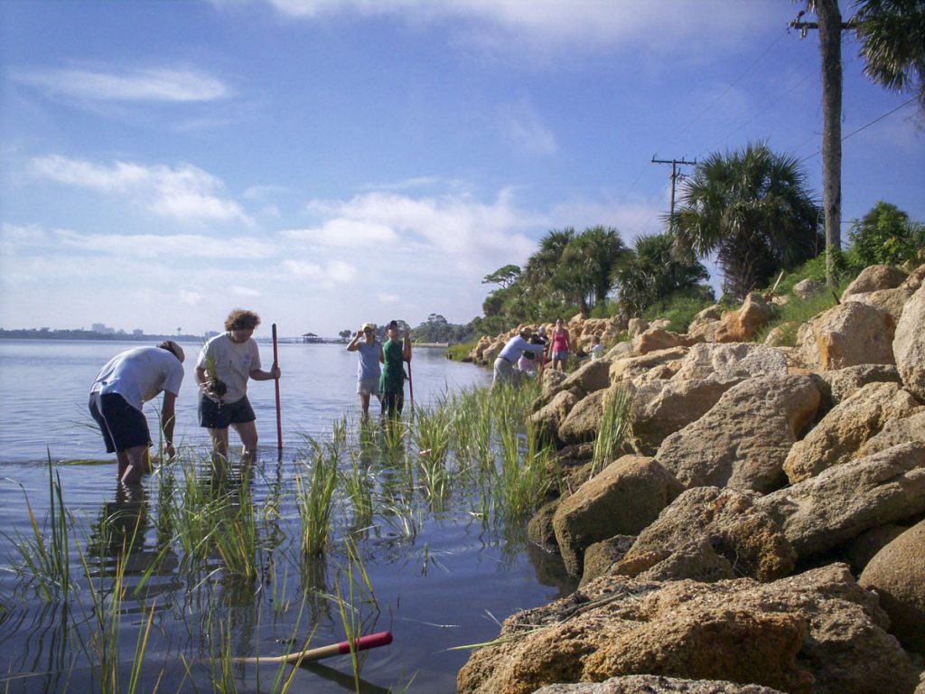 Volunteers planting shoreline vegitaion