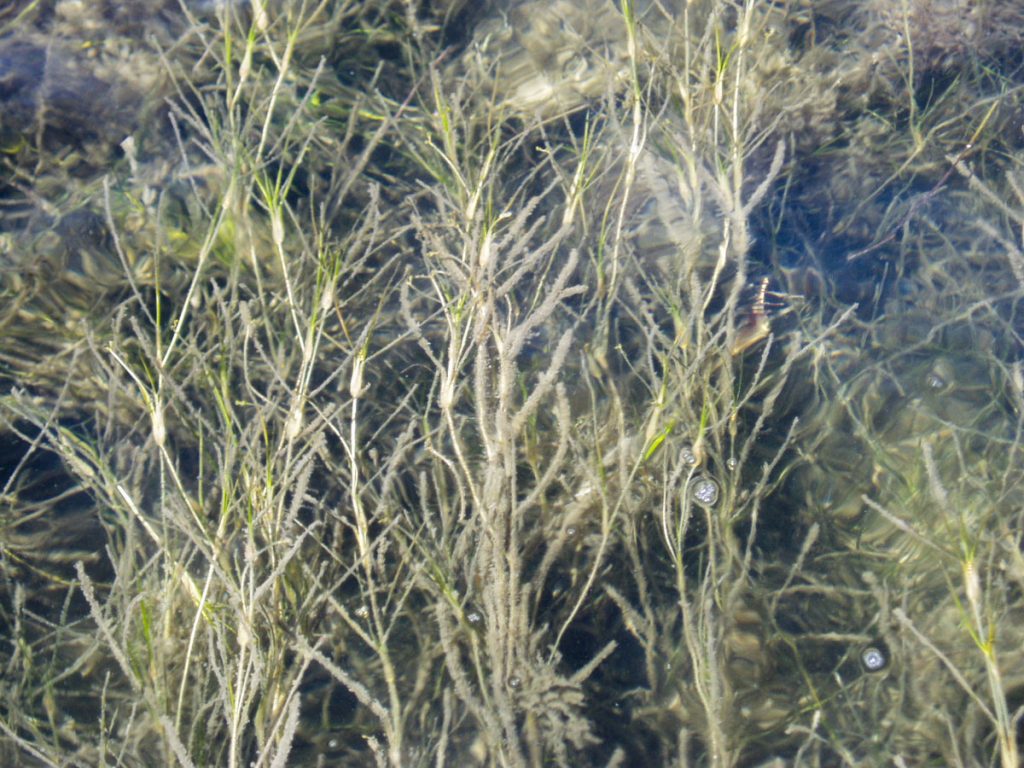 Widgeon grass (Ruppia maritime) Widgeon grass