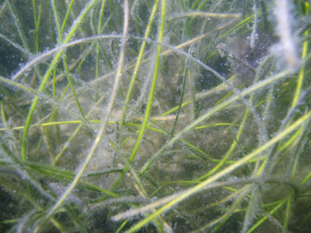 Manatee grass (Syringodium filiforme) Underwater view of Manatee grass