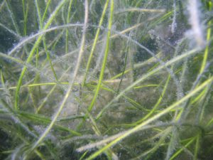 Underwater view of Manatee grass