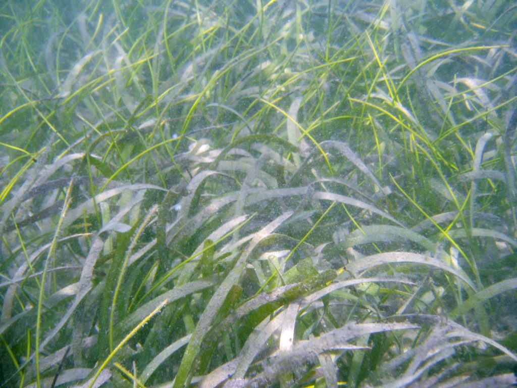 Turtle grass (Thalassia testudinum) Underwater view of Turtle grass