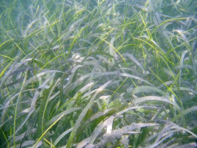 Turtle grass (Thalassia testudinum) Underwater view of Turtle grass