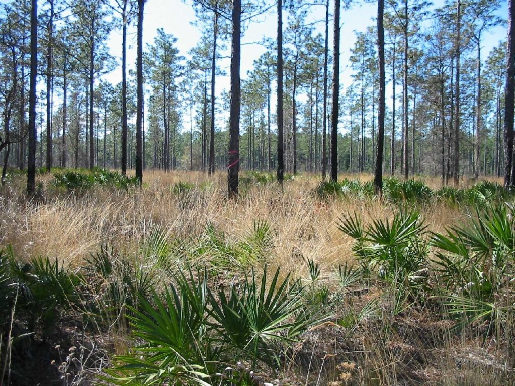 a healthy sandhill without sand pine Sandhill habitat