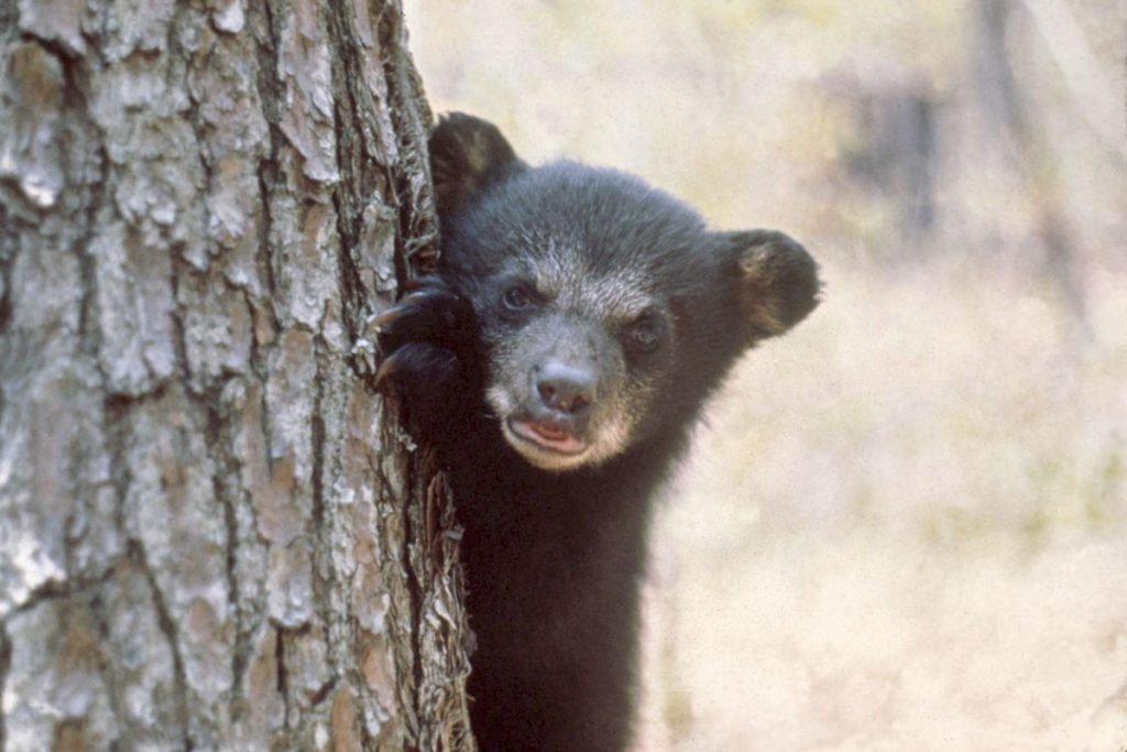 black-bear-cub_1 Black bear cub on the side of a tree