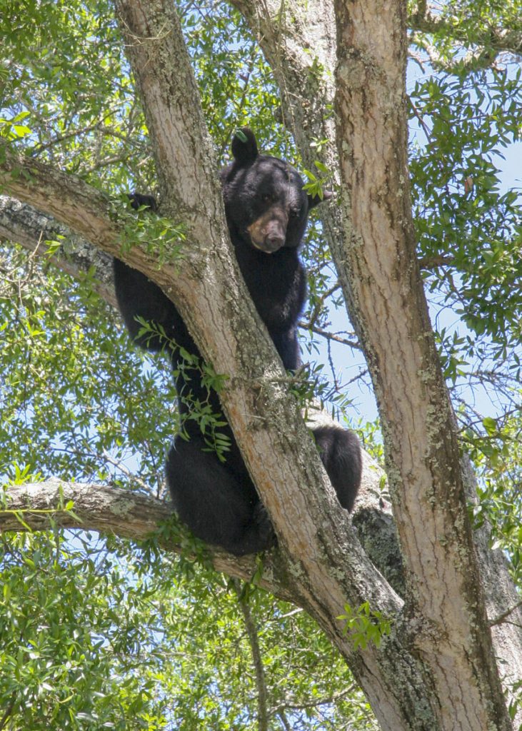 black-bear_1 Black bear in a tree