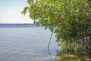 Red mangroves