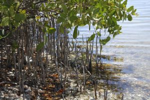 Black Mangroves