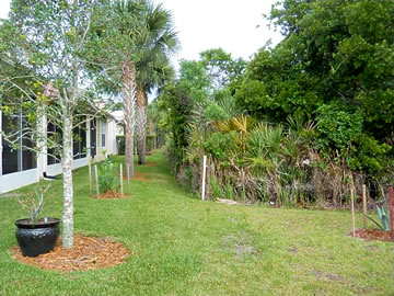 encroachment1 Thick forest growing close to a house