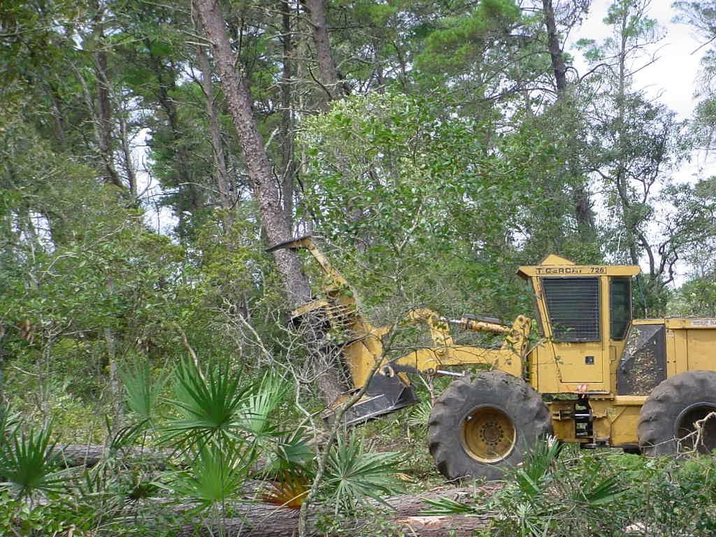 feller begins to lower at moses Tractor cutting down sand pine trees