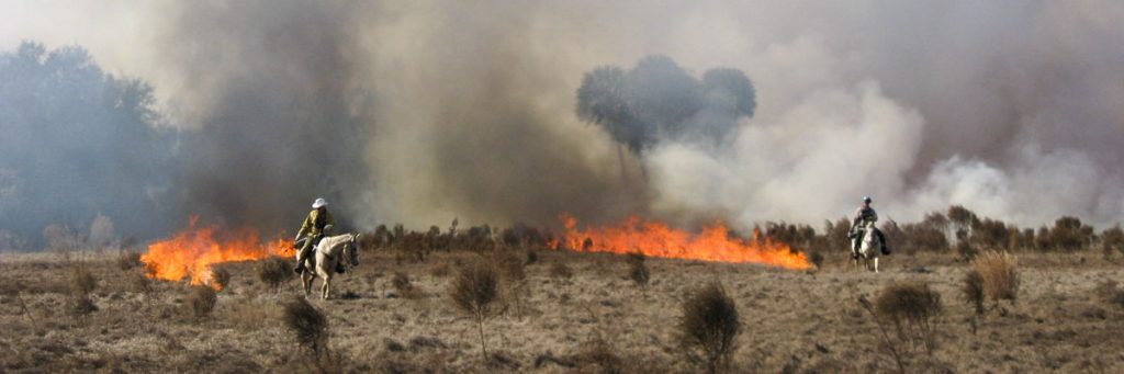 prescribedfire1 Foresters starting a prescribed fire from horseback