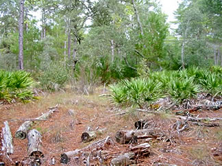 sandpinemgmt2 Area where sand pine have been cut down