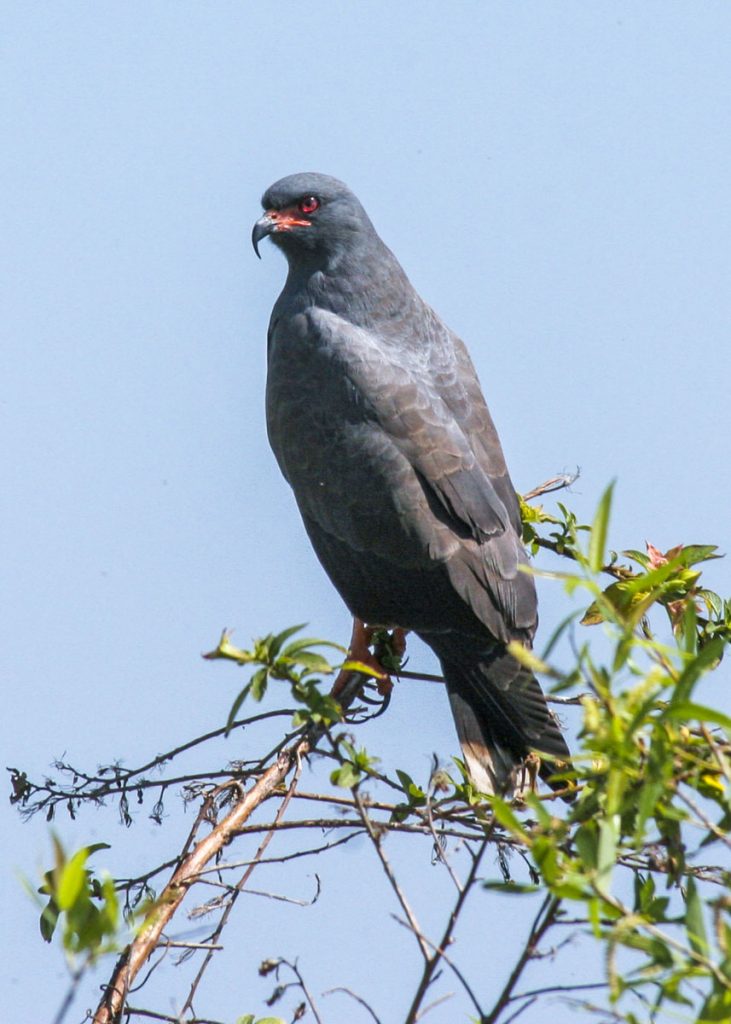 Snail Kite (Rostrhamus sociabilis) Snail Kite in the top of a bush