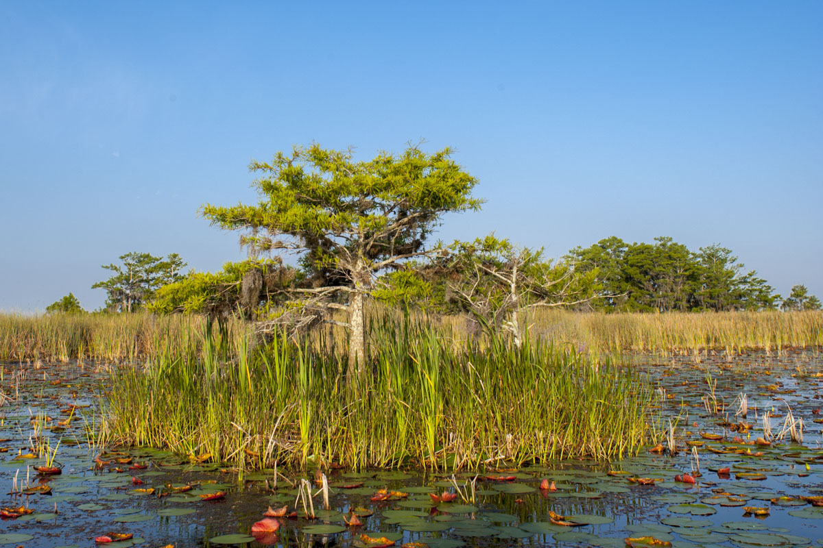 Blue Cypress Conservation Area – SJRWMD