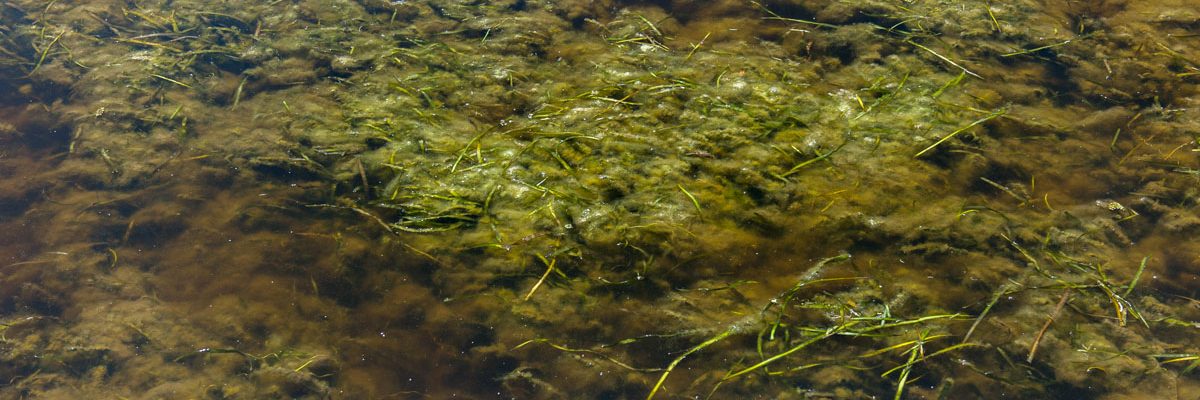 Algae on the St. Johns River at Orangedale