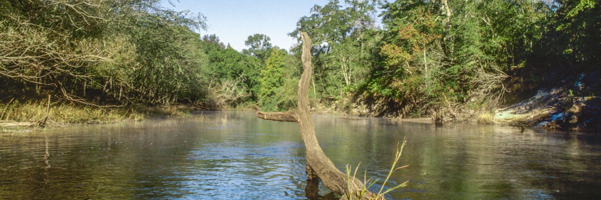 A log sticking out of the St. Marys River