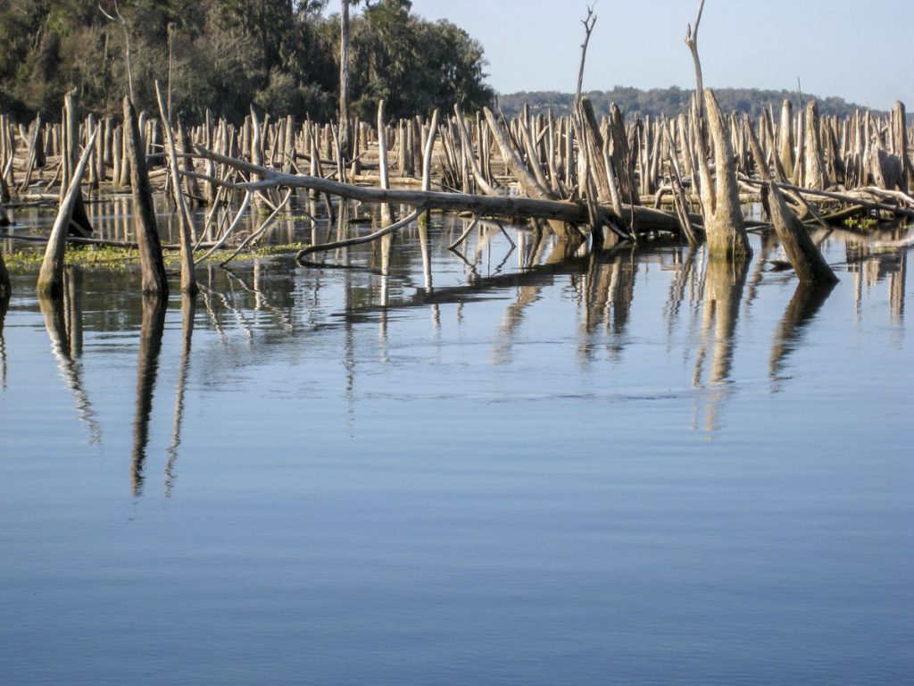 Catfish Springs in Marion County