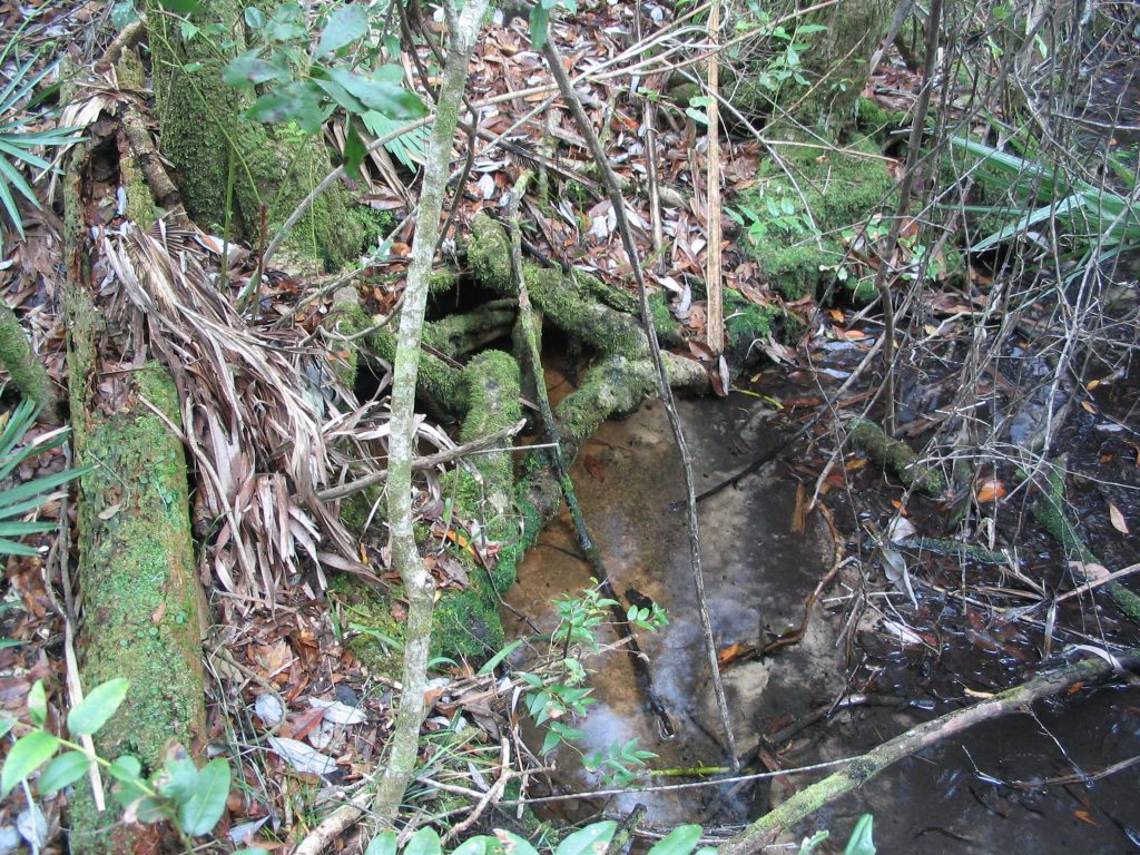 Cedar Springs in Lake County