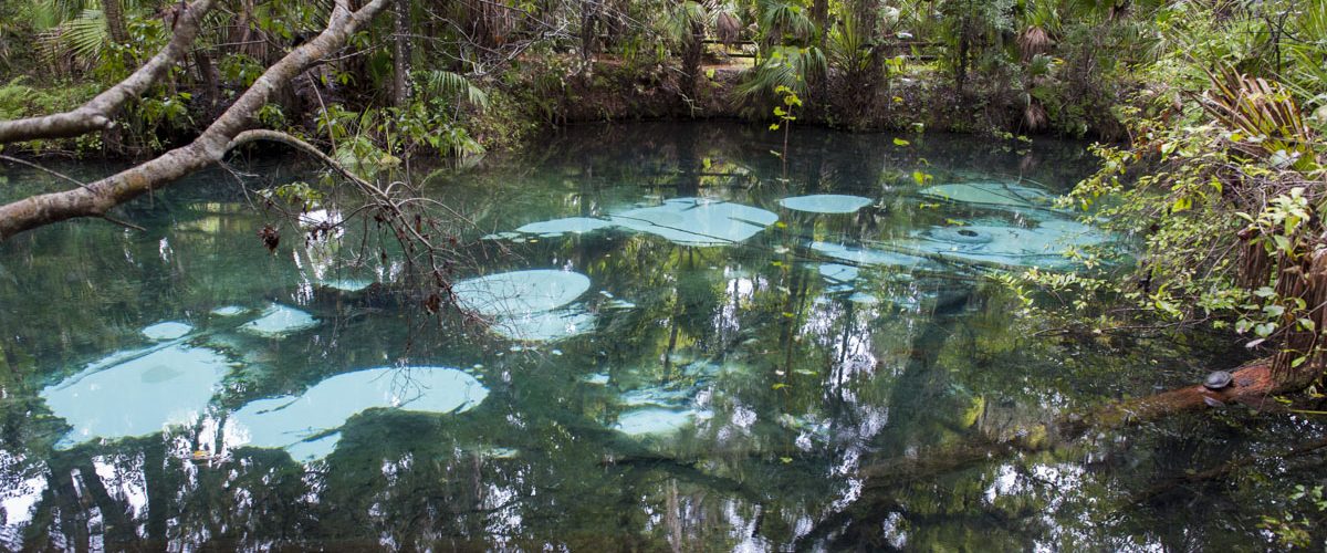 Fern Hammock Springs 20150916-092025 Fern Hammock Springs in Marion County