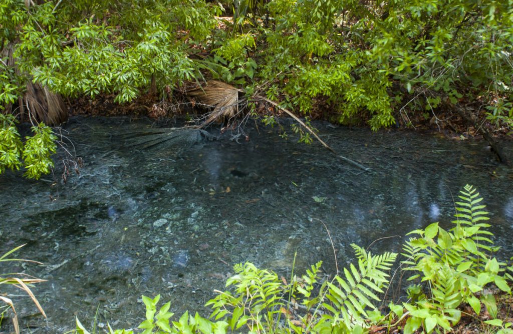 Forest Springs in Putnam County Forest Springs in Putnam County