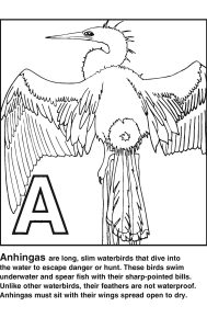 Indian River Lagoon A to Z coloring sheets. Letter A