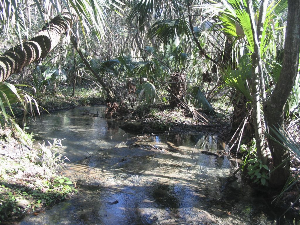 Mosquito Springs Run into swamp Mosquito Springs Run in lake County