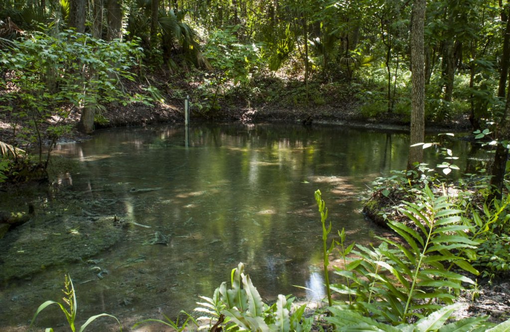 Satsuma Spring Satsuma Spring in Putnam County