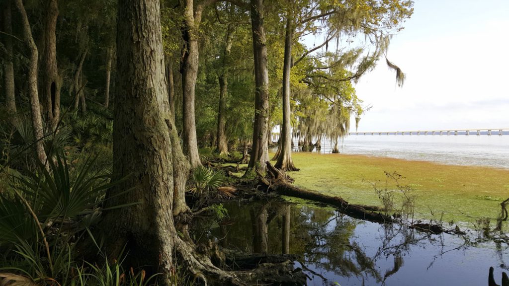 Shands Bridge Spring riverfront 20150813_090900-media Shands Bridge Spring in St. Johns County